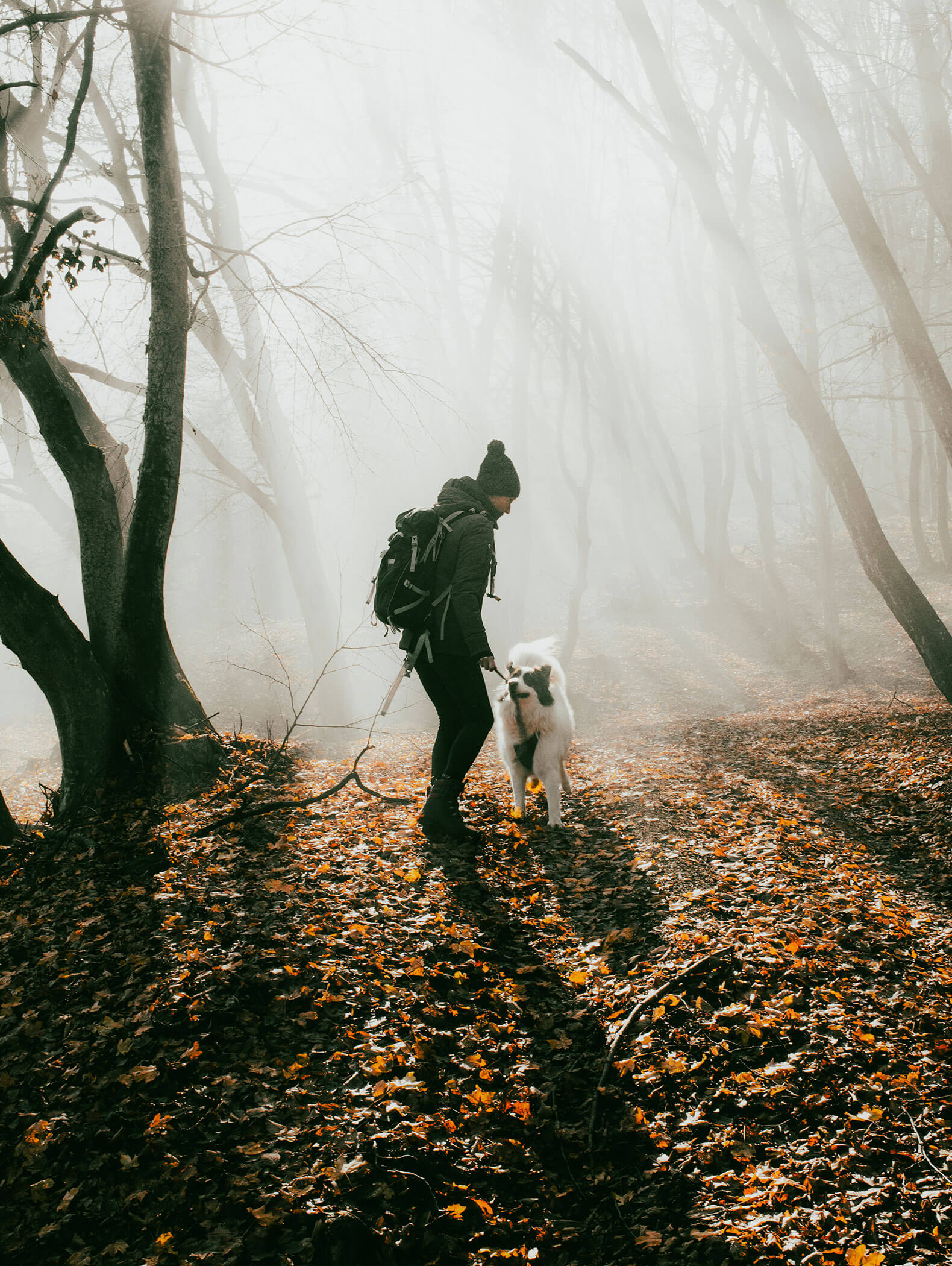 Eine Person geht mit ihrem Hund auf einem grünen Waldweg spazieren, während das Sonnenlicht durch die nebligen Bäume fällt. - Hotel B&B MyLiving