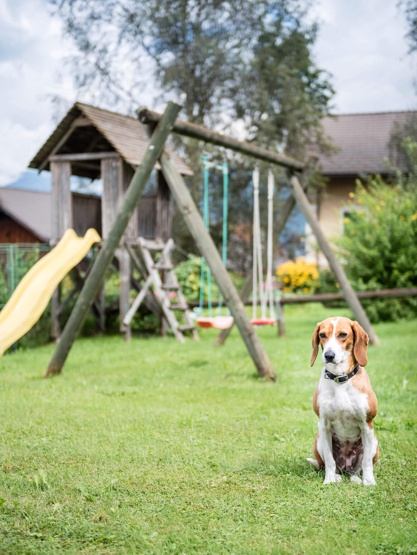 Ein Beagle sitzt im Gras vor einem Spielplatz mit Schaukeln und einer gelben Rutsche. - Hotel B&B MyLiving