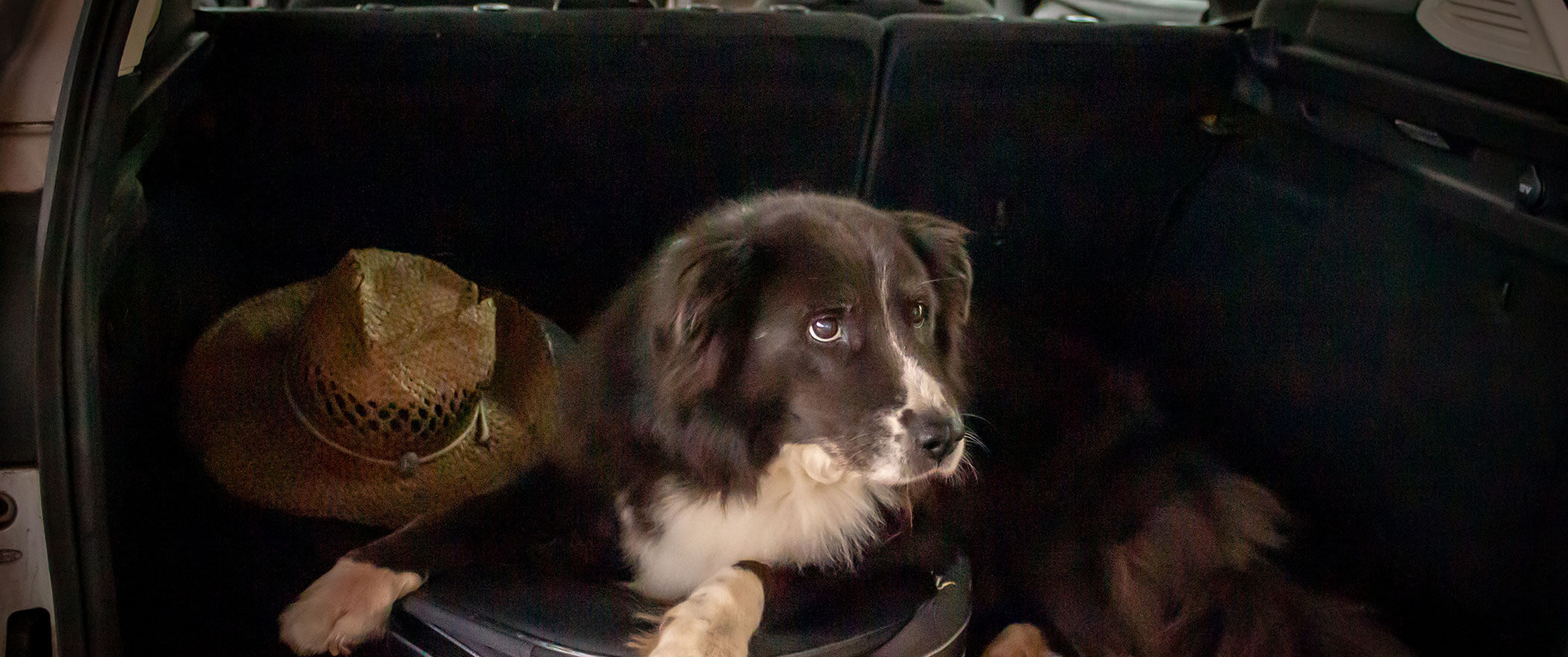 Schwarz-weißer Hund, der auf dem Rücksitz eines Autos neben einem Strohhut liegt und zur Seite schaut. - Hotel B&B MyLiving